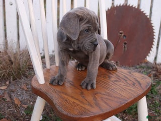 Cane Corso dogs Blair - Ad 2