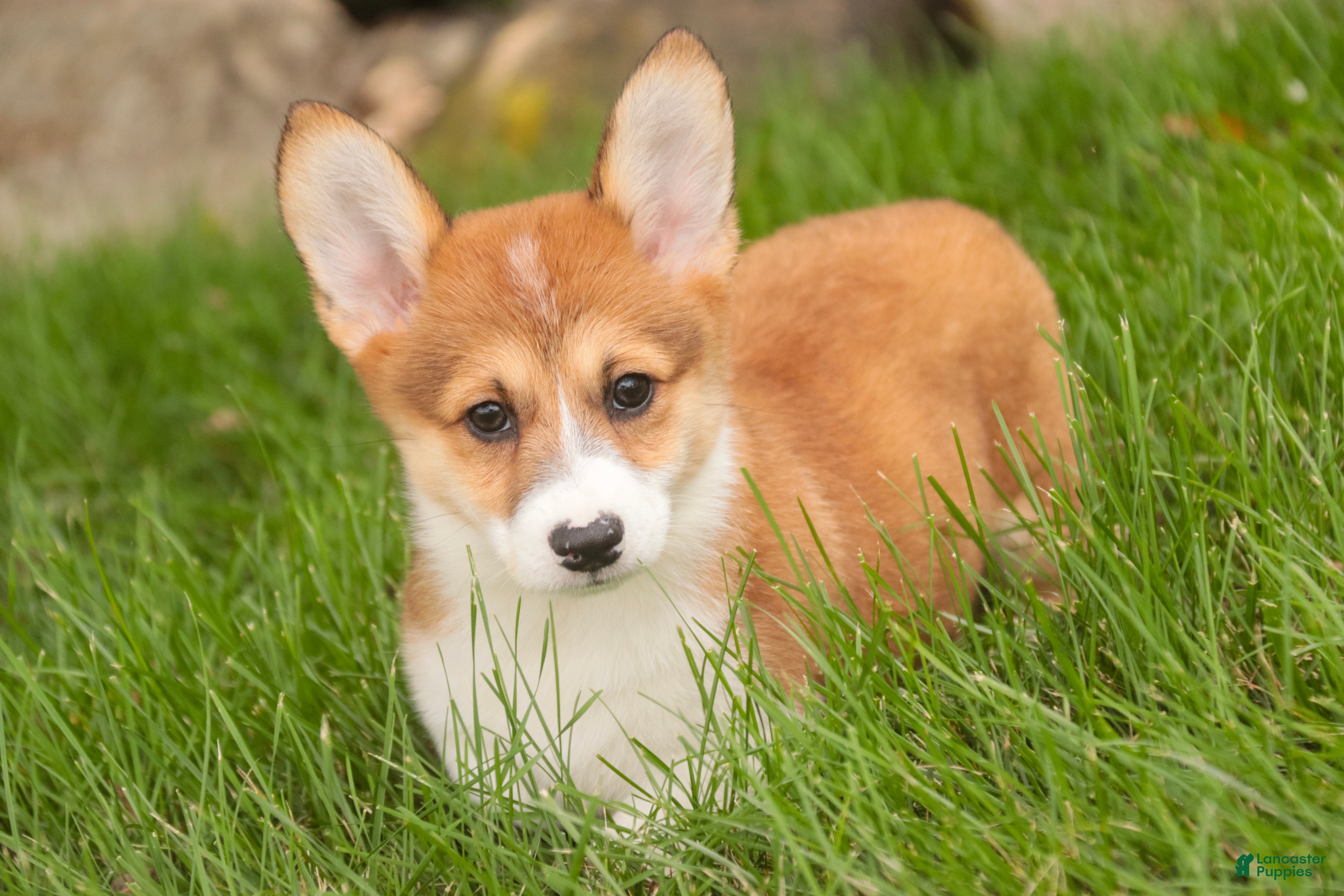 Welsh Corgi Pembroke dogs Lucky Charm Welsh Corgi Pembroke  - Ad 2