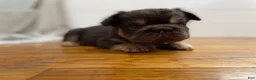 French Bulldog dogs for sale: Chewy - Ad 3