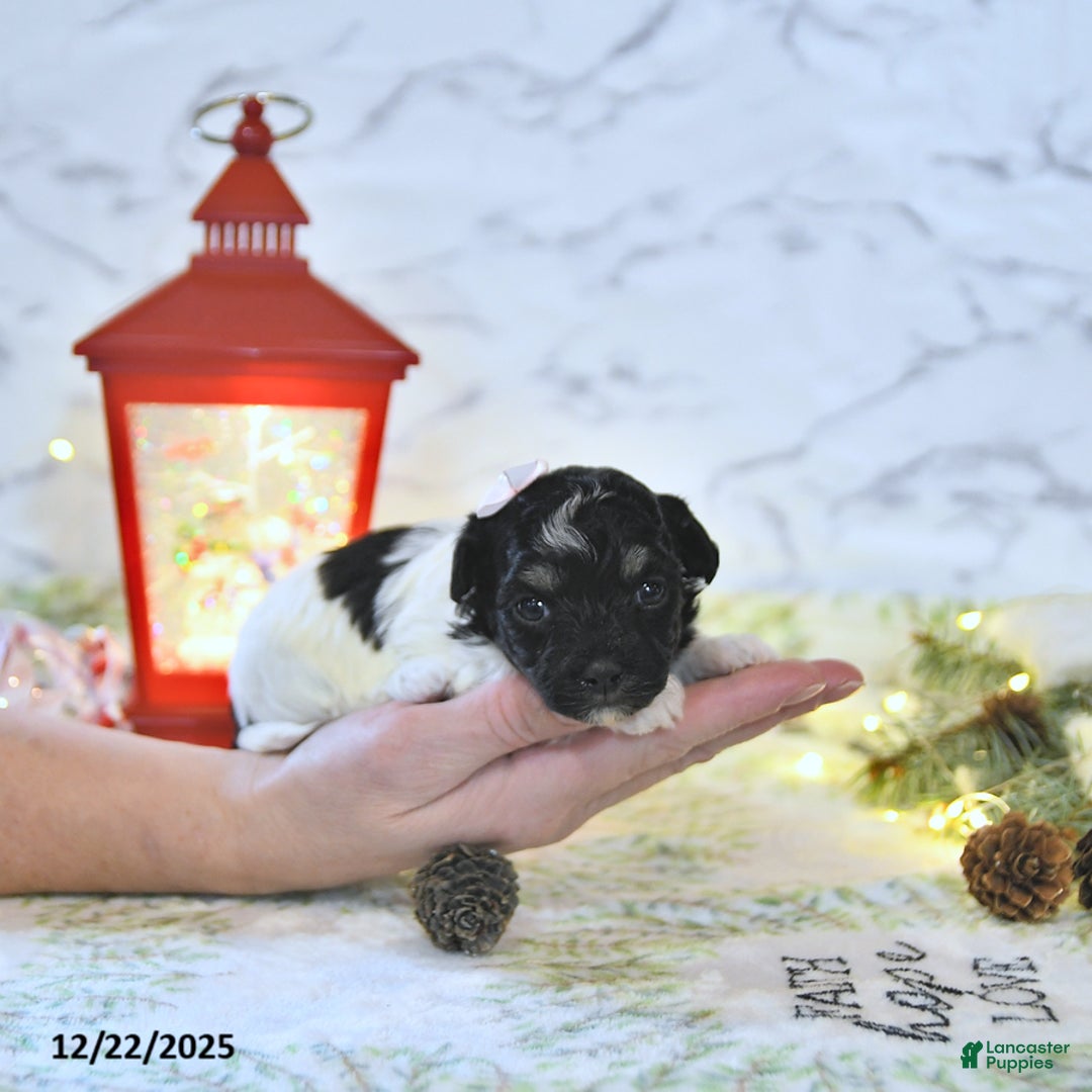 Havapoo dogs for sale: Ember - Ad 1