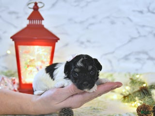 Havapoo dogs Ember - Ad 26