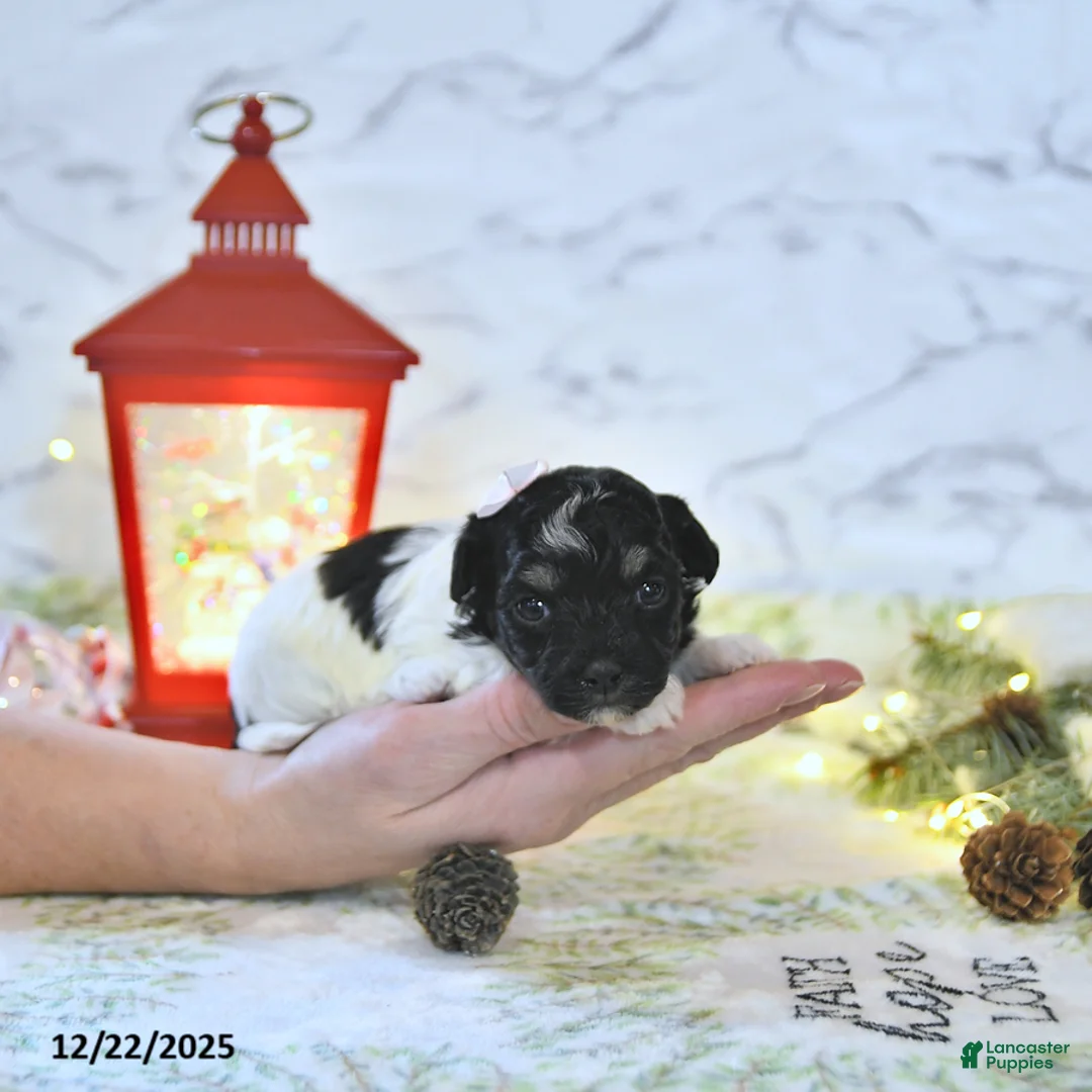 Havapoo dogs for sale: Ember - Ad 11