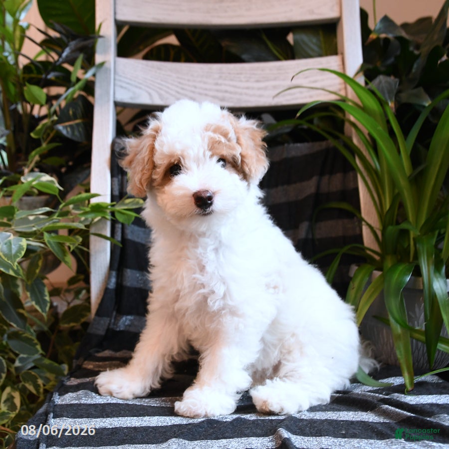 Bichpoo dogs Blossom - Ad 1