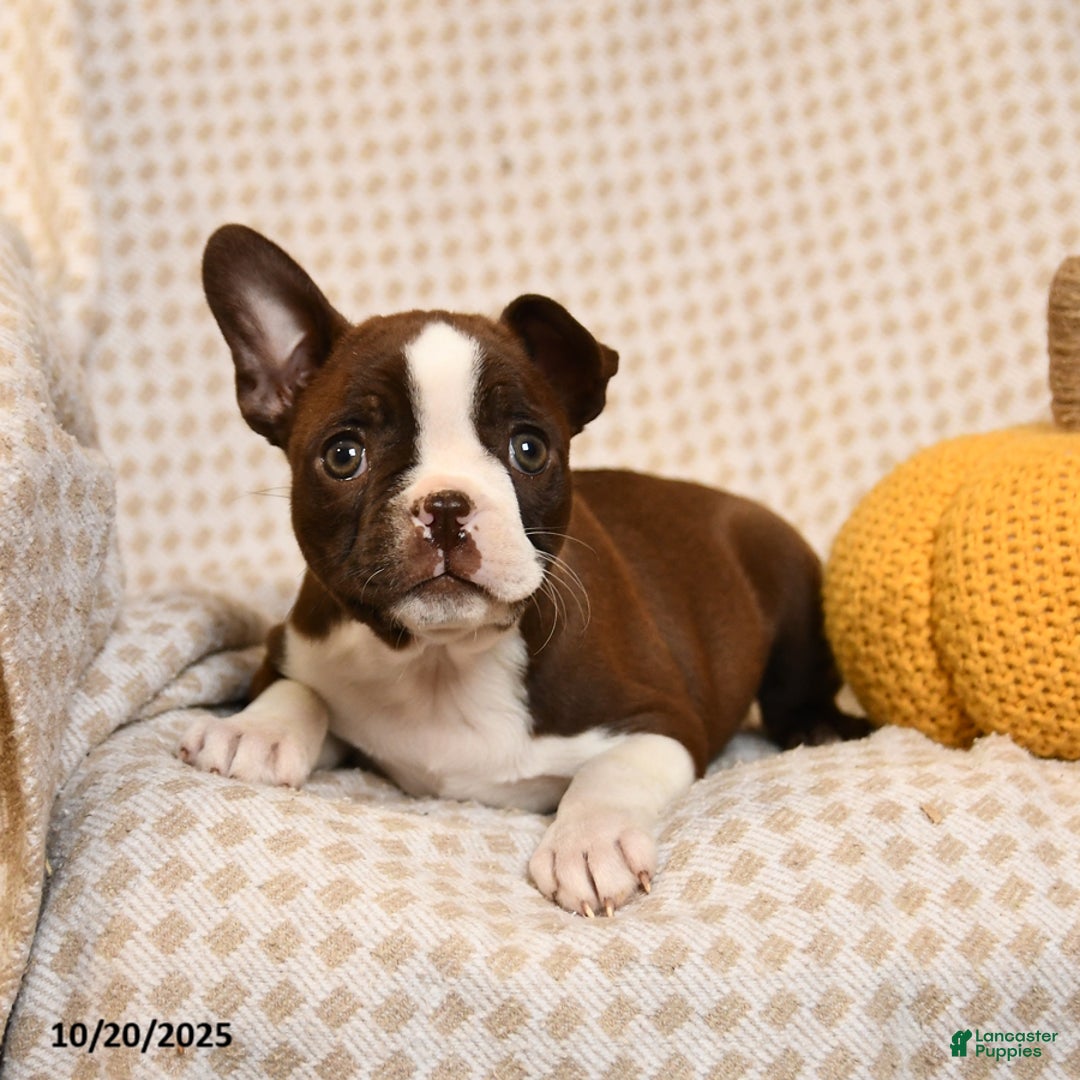 Boston Terrier dogs for sale: Cristyl - Ad 3