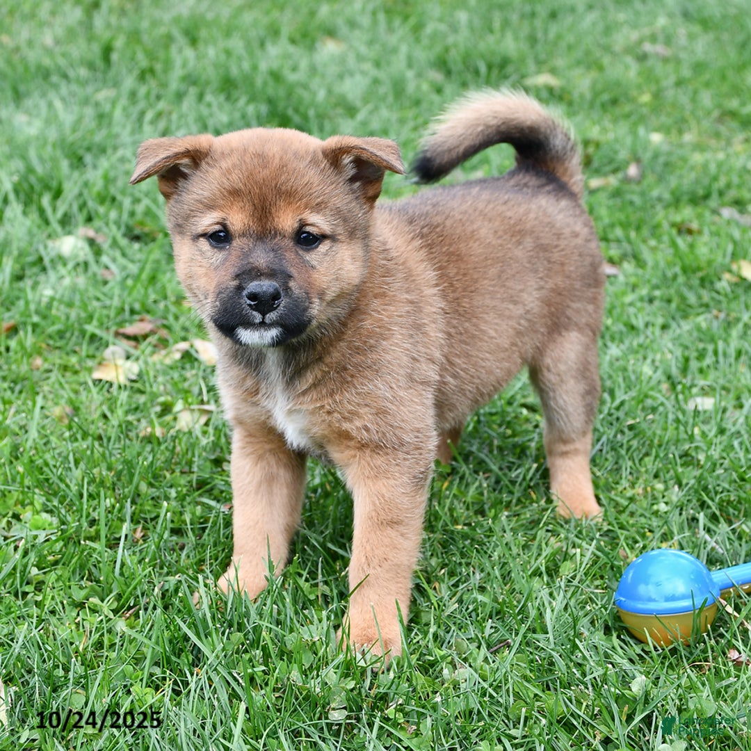 Mixed Breed dogs for sale: Missy - Ad 16