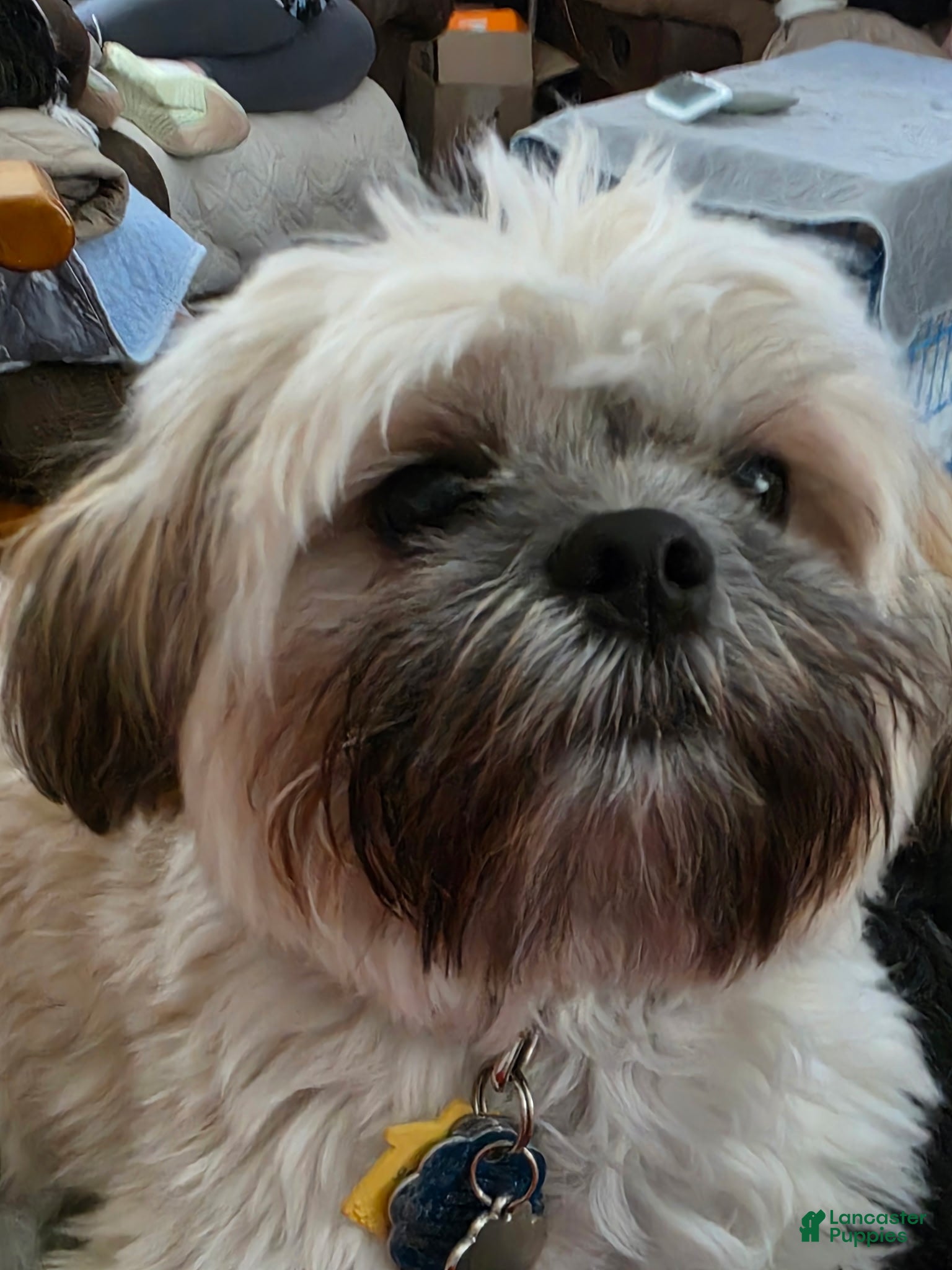 Teddy Bear dogs Teddy Bear Puppy 1 - Ad 37