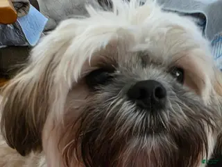 Teddy Bear dogs Teddy Bear Puppy 1 - Ad 37