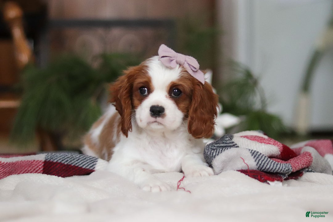 Cavalier King Charles Spaniel dogs for sale: Ivy - Ad 5