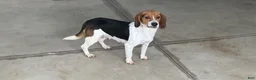 Puggle dogs for sale: Puggle 2 - Ad 6