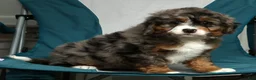 Mini Bernedoodle dogs for sale: Lexie - Ad 3