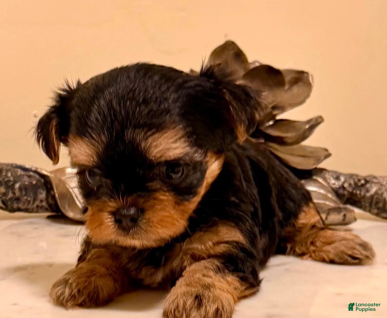Yorkshire Terrier dogs for sale: Girl 2 - Ad 3