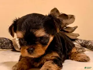 Yorkshire Terrier dogs for sale: Girl 2 - Ad 3