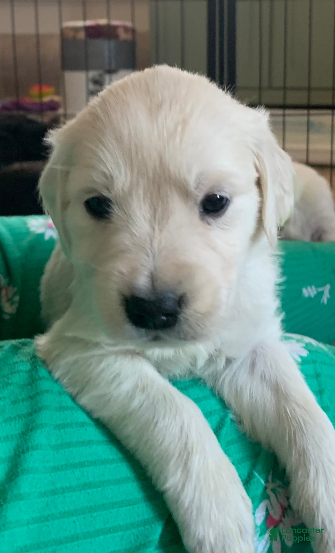 Goldador dogs for sale: Lafawnduh  - Ad 2