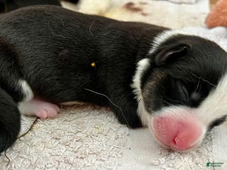 Welsh Corgi Cardigan dogs Welsh Corgi Cardigan Puppy 4: Jigawatt - Ad 7