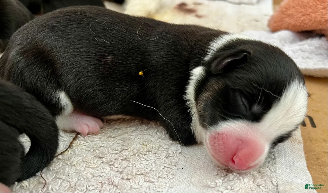 Welsh Corgi Cardigan dogs for sale: Welsh Corgi Cardigan Puppy 4: Jigawatt - Ad 2