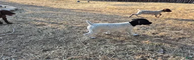 Beaver