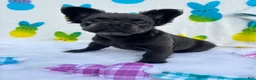 French Bulldog dogs for sale: Blu girl  - Ad 3