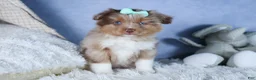 Miniature Australian Shepherd dogs for sale: EMMA - Ad 6