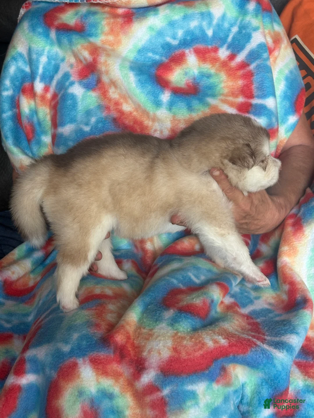 Alaskan Malamute dogs for sale: Alaskan Malamute 5 - Ad 2