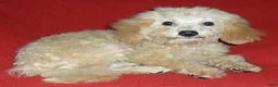 Miniature Poodle dogs for sale: Millie - Ad 6