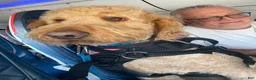 Double Doodle dogs for sale: River - F2 Double Doodle - Ad 13