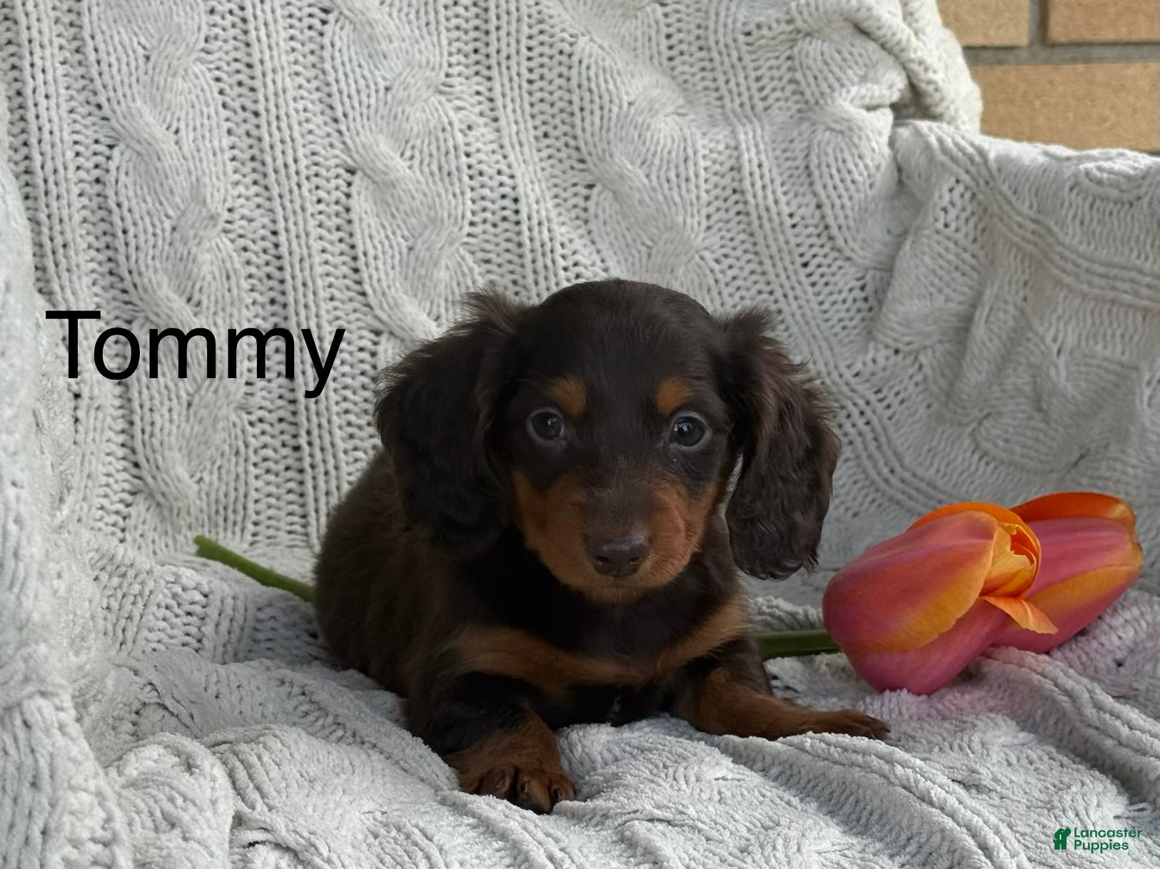 Miniature Dachshund dogs for sale: Tommy - Ad 2