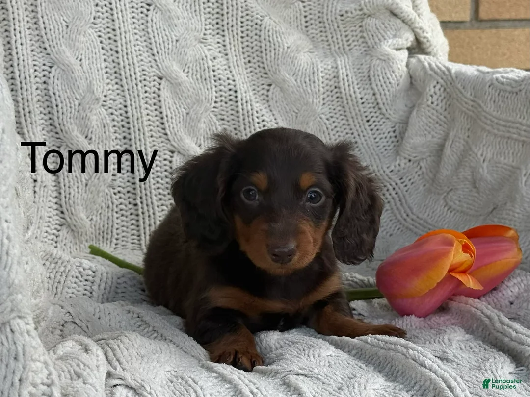 Miniature Dachshund dogs for sale: Tommy - Ad 1