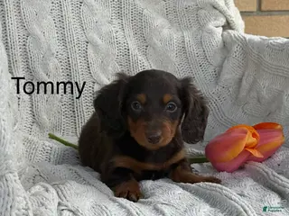 Miniature Dachshund dogs for sale: Tommy - Ad 2