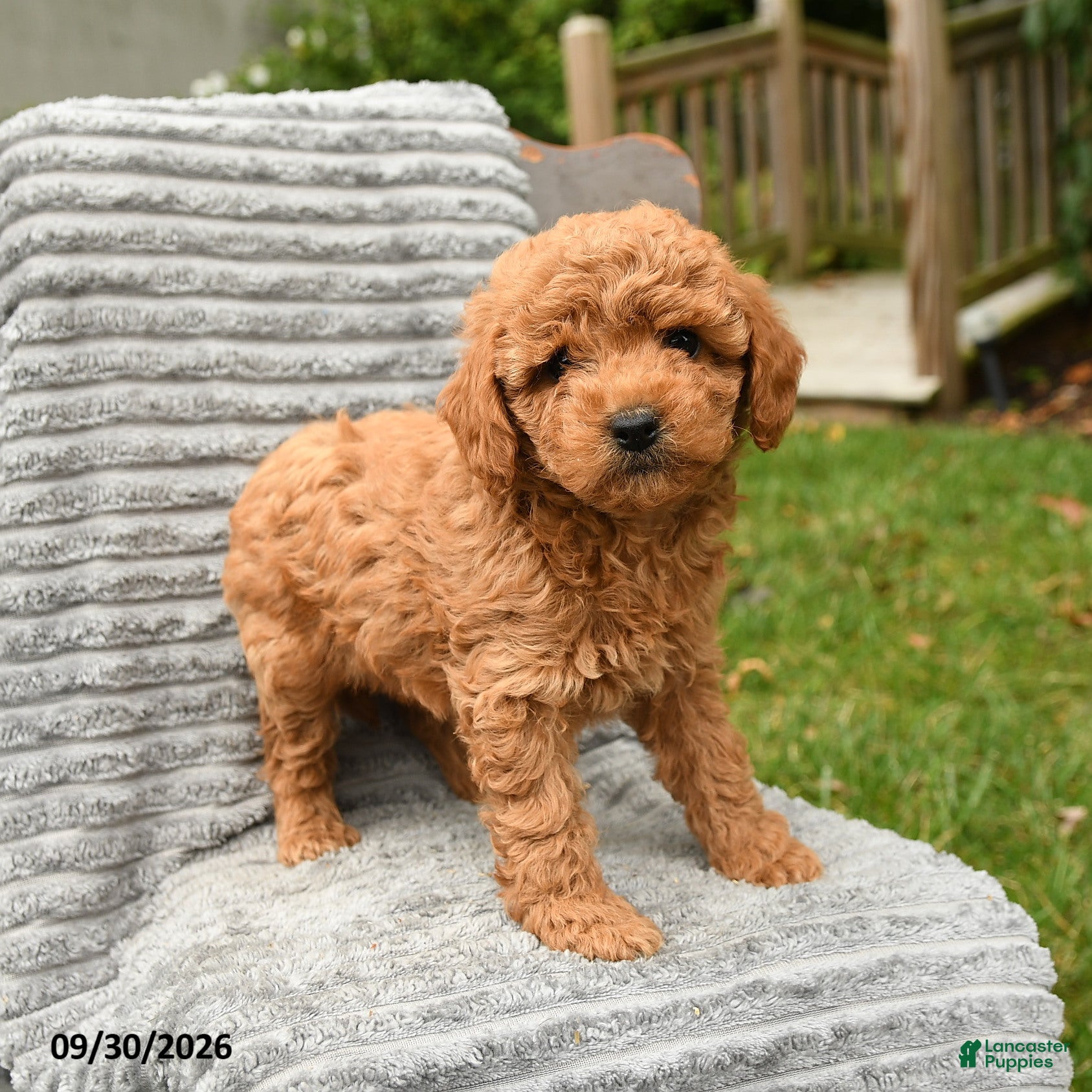 Cockapoo dogs Poppy - Ad 1