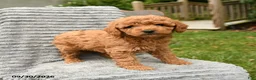 Cockapoo dogs for sale: Poppy - Ad 1