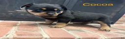 Rottweiler dogs for sale: Cocoa - Ad 2