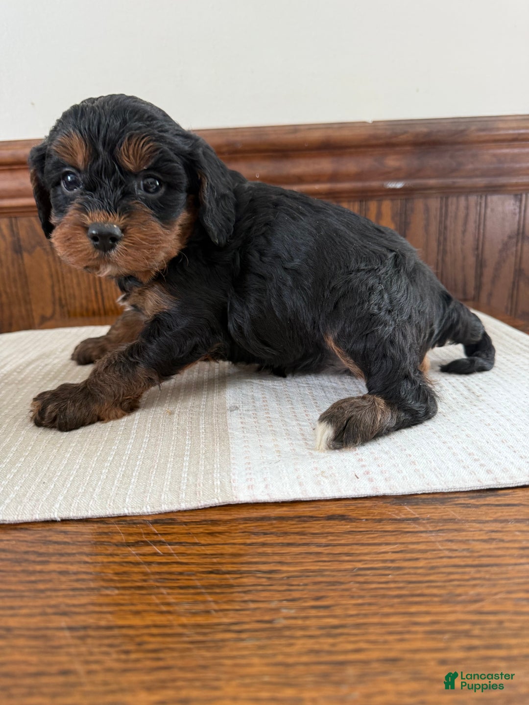 Cavapoo dogs for sale: Cavapoo Puppy 5 - Ad 5