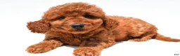Mini Goldendoodle dogs for sale: Callie - Ad 3