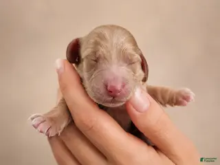 Dachshund dogs AKC Chase - Ad 2