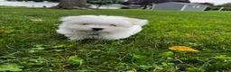 Maltese dogs for sale: Rocky - Ad 5