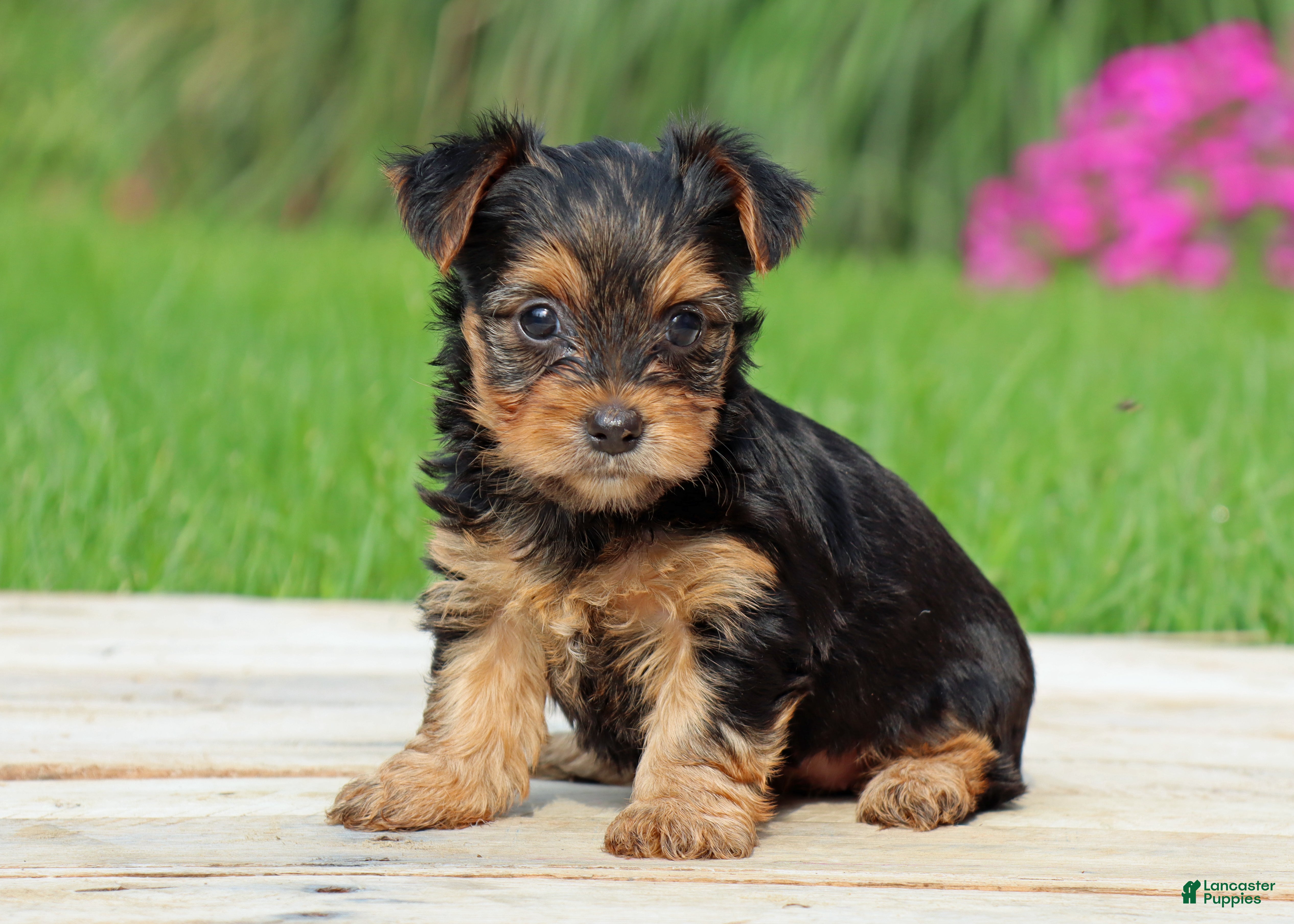 Yorkshire Terrier dogs Izzy - Ad 1