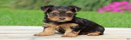 Yorkshire Terrier dogs for sale: Izzy - Ad 1