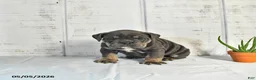 English Bulldog dogs for sale: Cocoa - Ad 3