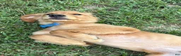 Golden Retriever dogs for sale: Maverick  - Ad 3