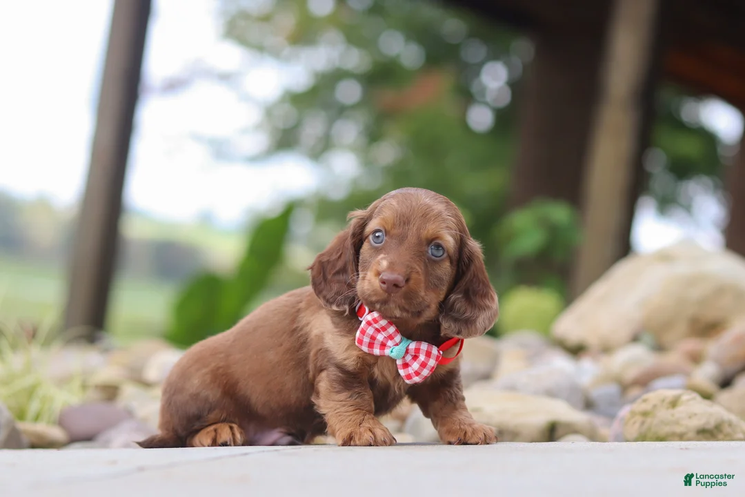 Miniature Dachshund dogs for sale: Otto - Ad 2