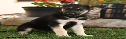 German Shepherd dogs for sale: Freddy - Ad 2