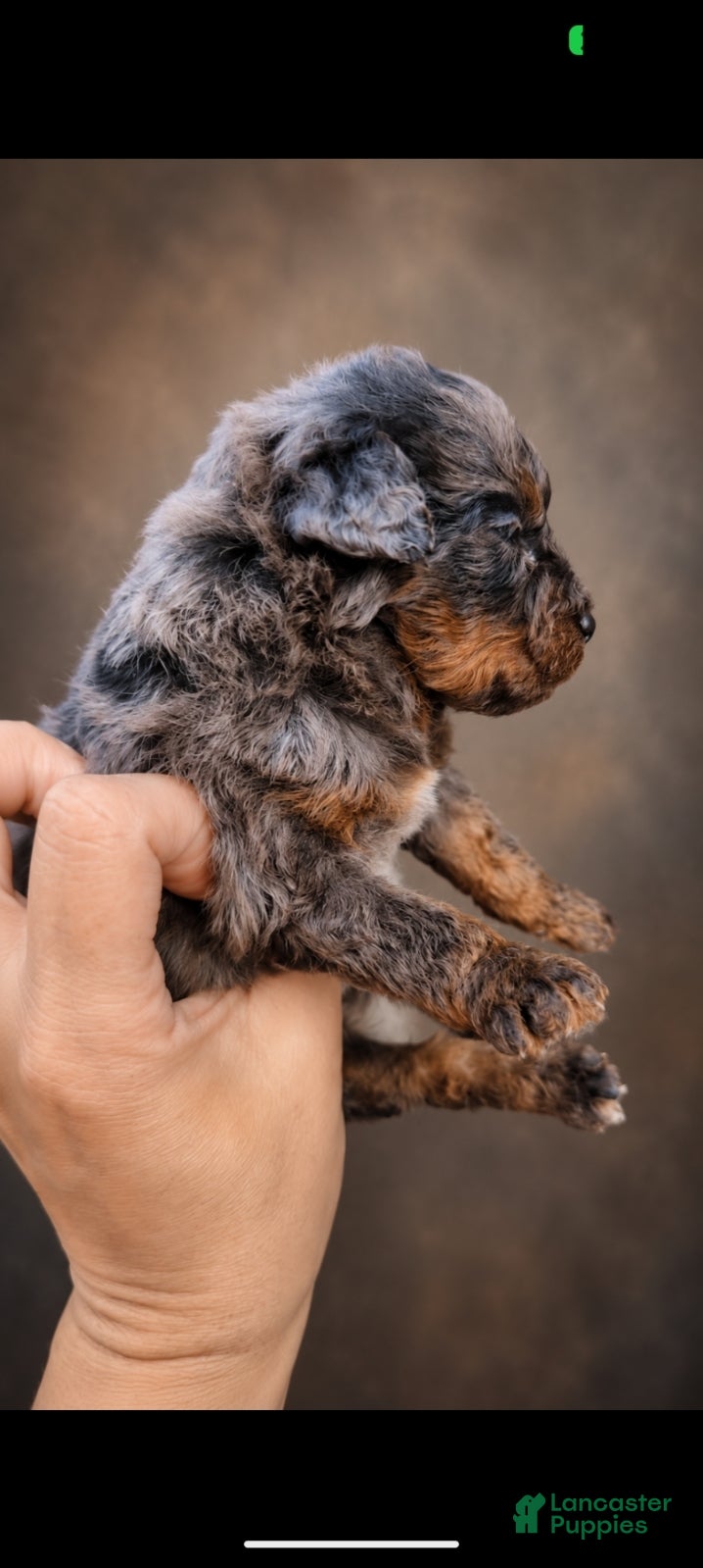 Toy Poodle dogs for sale: 100% Genetically Cleared AKC Toy Poodle Female - Ad 4