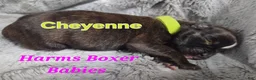 Boxer dogs for sale: Cheyenne - Ad 3