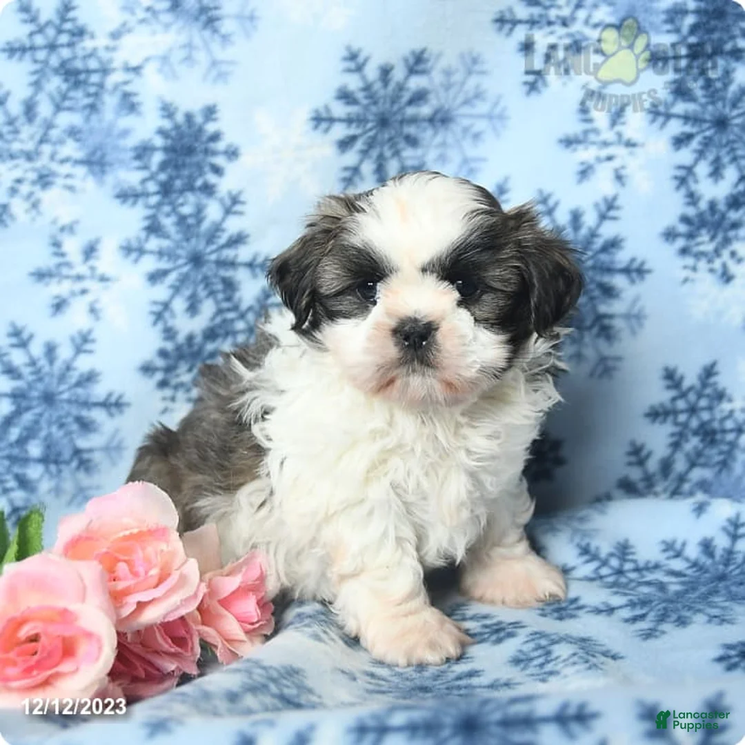 Gallery Image {{count}}