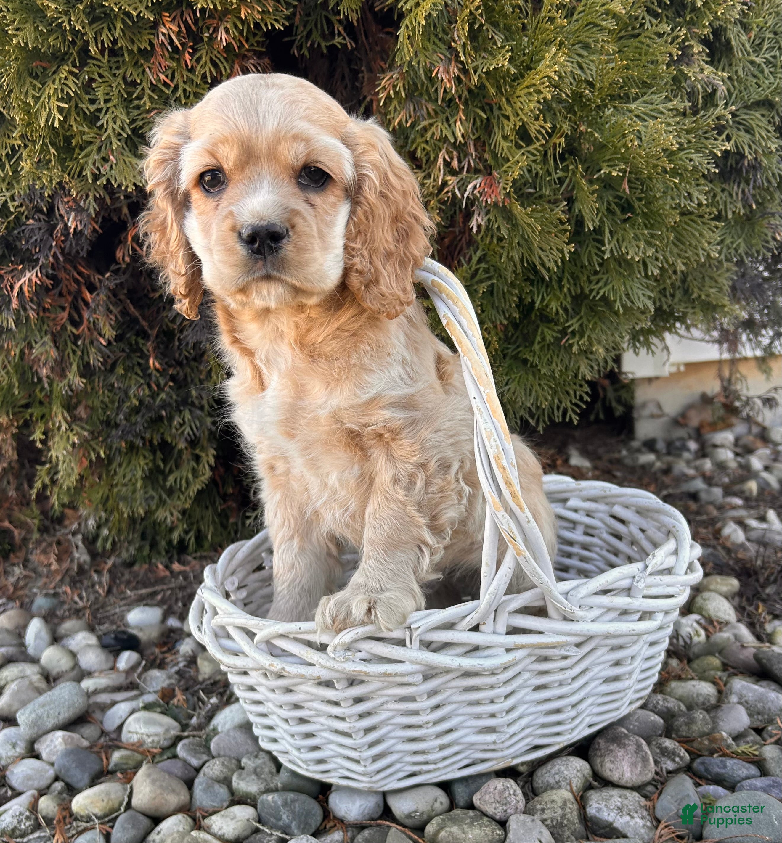 Cocker Spaniel dogs Milo - Ad 2