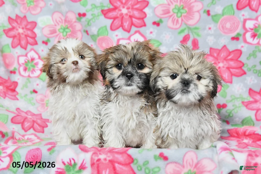 Shih Tzu dogs for sale: Scooter - Ad 3