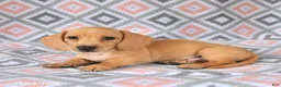 Dachshund dogs for sale: Perry - Ad 3