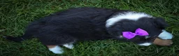 Mini Aussiedoodle dogs for sale: Larson🐾 - Ad 20