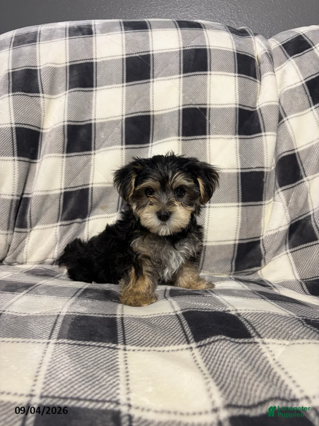 Morkie dogs for sale: Cooper - Ad 1