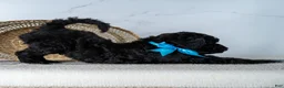 Goldendoodle dogs for sale: Mr. Midnight Roast - Black w/ White Patch Goldendoodle - Ad 5